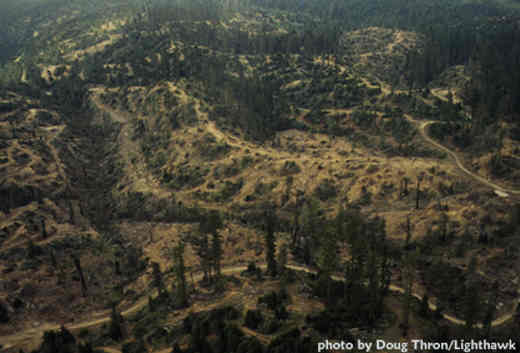 Clearcuts