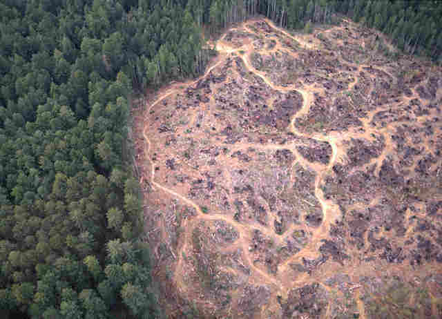 More Clearcuts