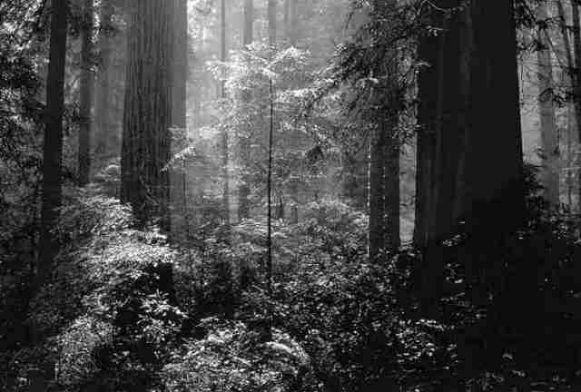 Beautiful Old Gowth Forest